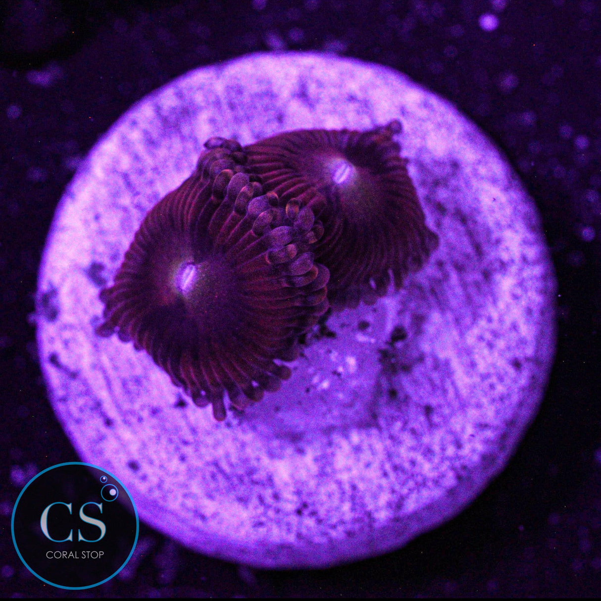 Playboy Bunny Zoa