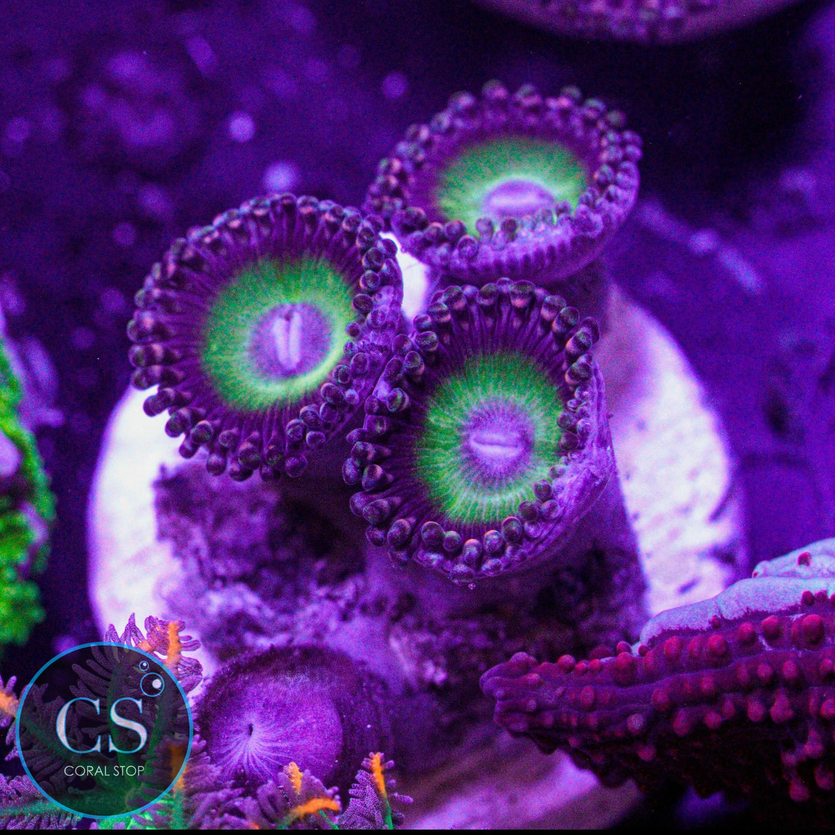 Candy Apple Purple Zoa