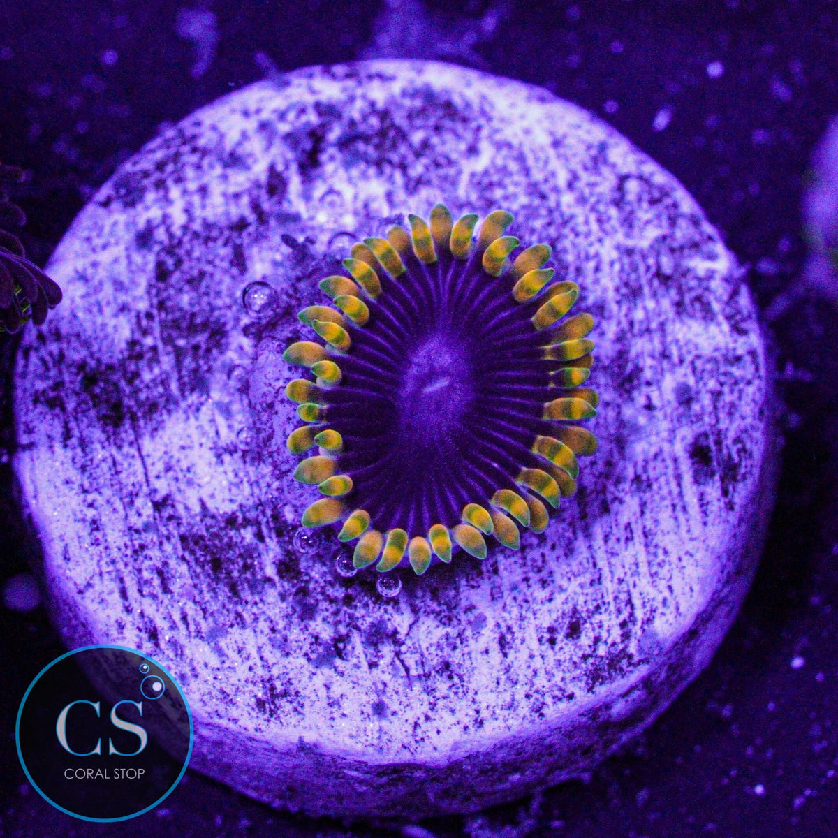 TSA Warpdive Zoa