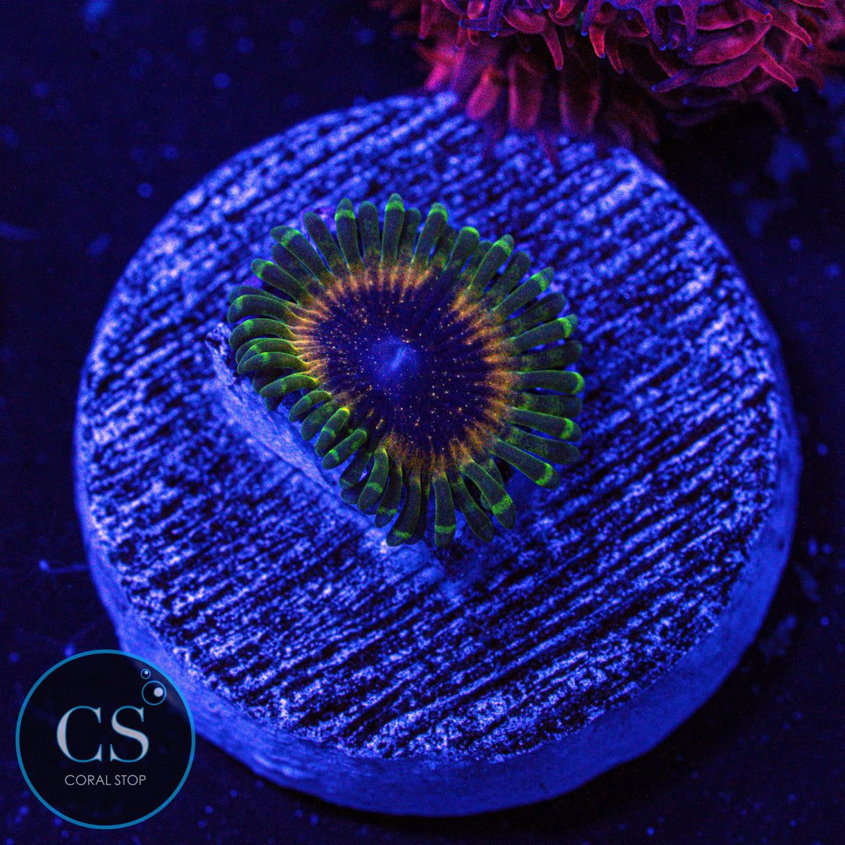 Golden Leopard Zoa