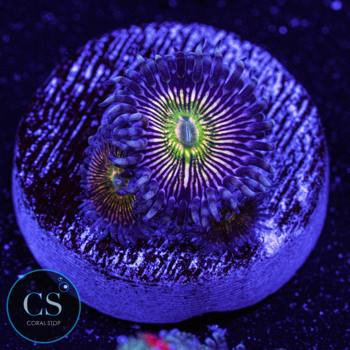 RFU Oscillator Zoa