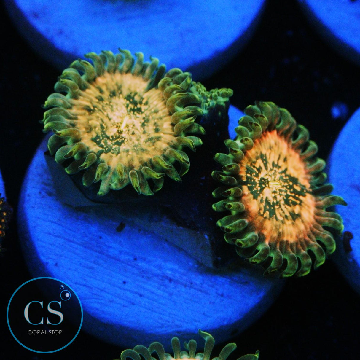 HAWAIIAN DING DANG ZOA