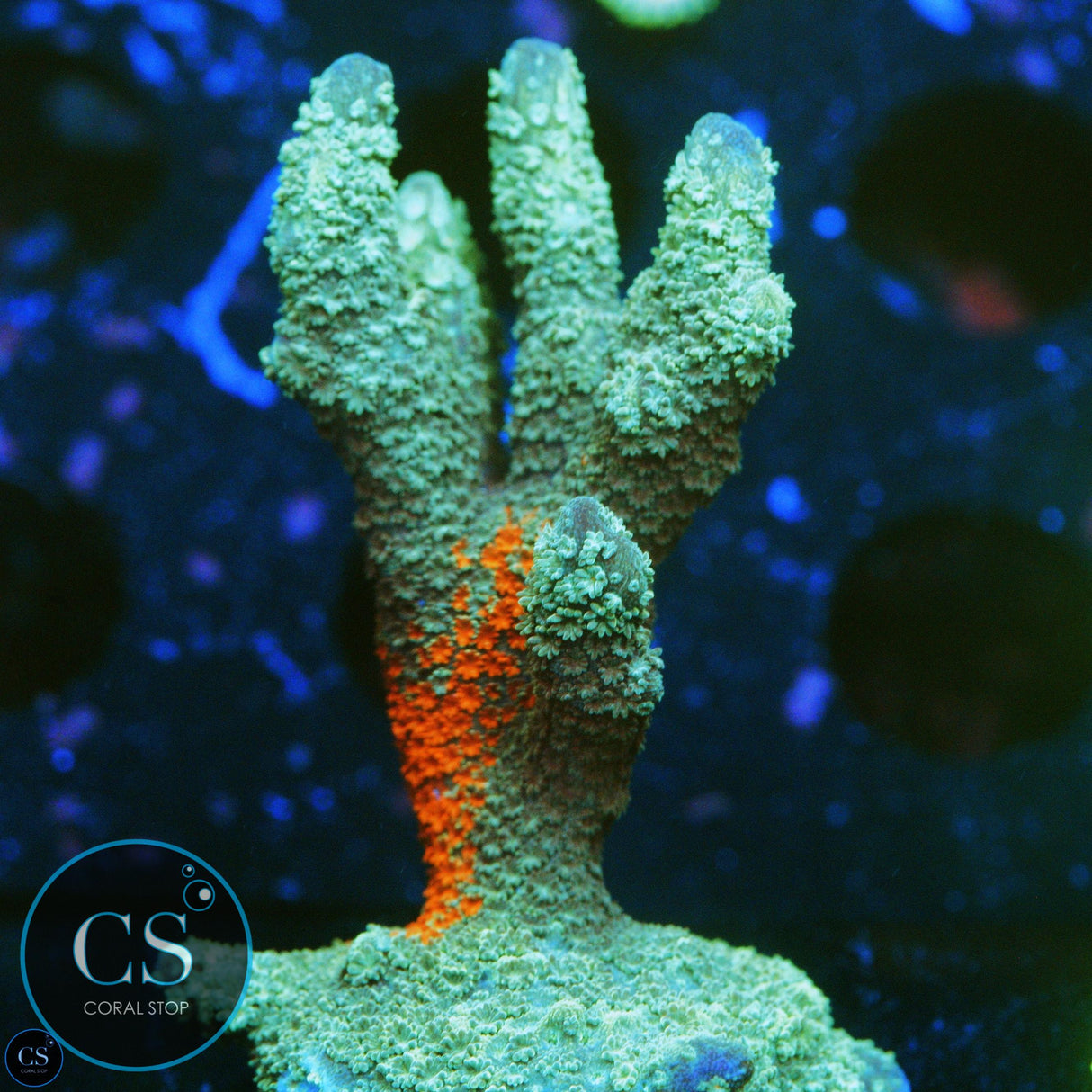 XL WWC GRAFTED DIGITATA