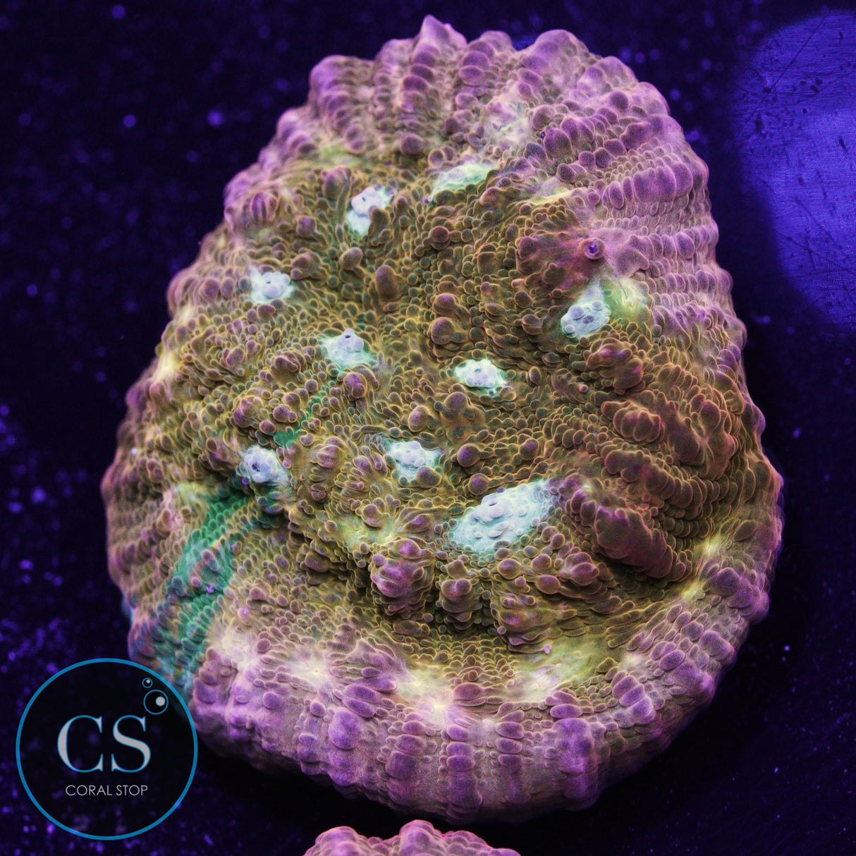 JF Orange Zombie Chalice