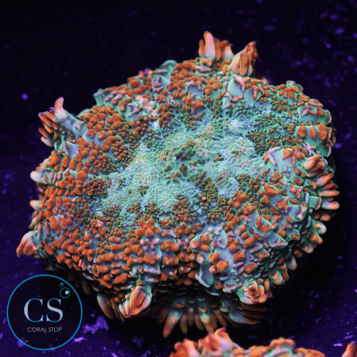 Ultra Tequila Sunrise Mushroom