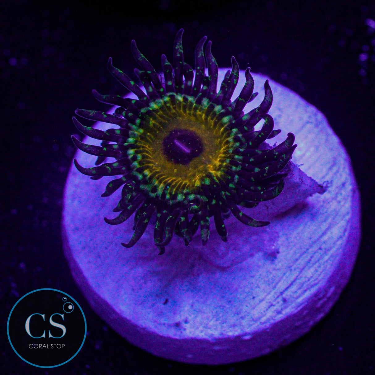 God Beast Zoa