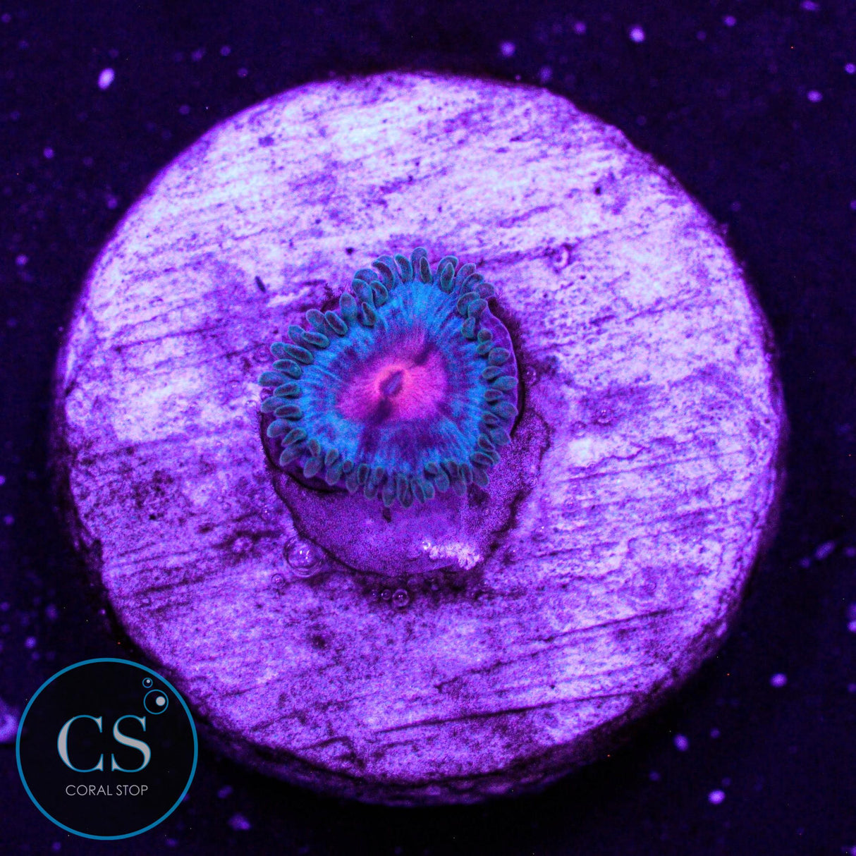 Miami Vice Zoa