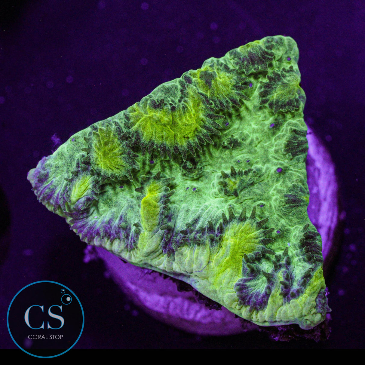 JF Limelight Hydnophora
