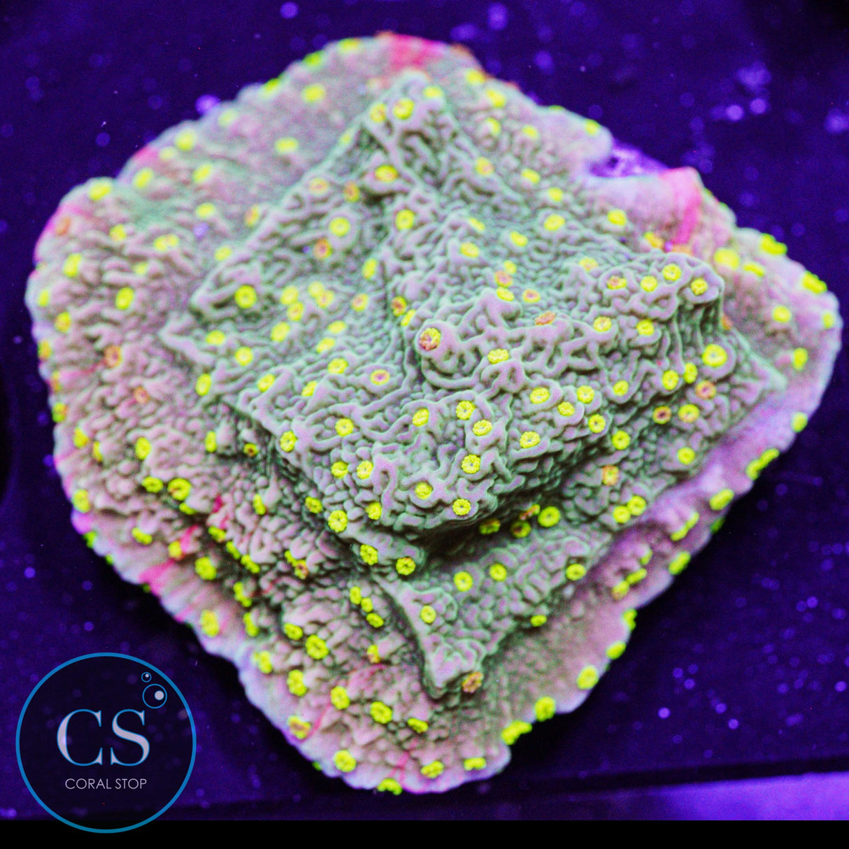 WWC Sunfire Grafted Montipora
