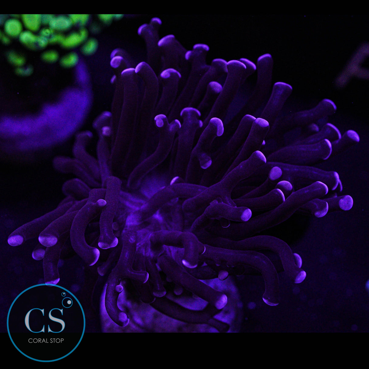 Mini Purple Frammer