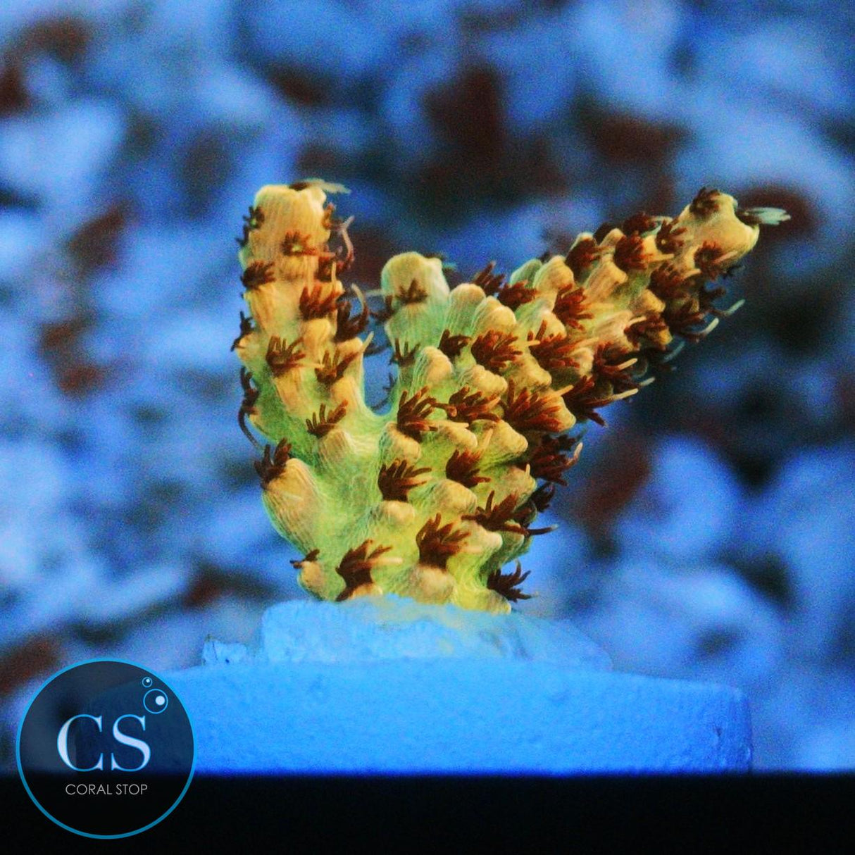 CS BANANA BLAZE ACRO