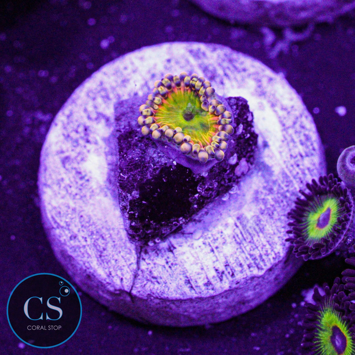GB Rainbow Troll Zoa