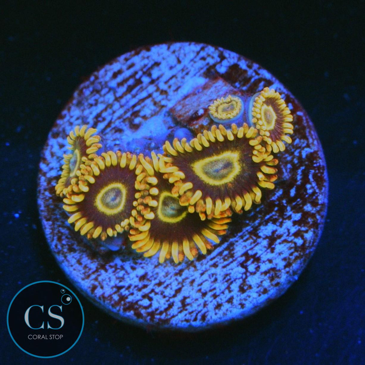 RAINBOW HORNET ZOA