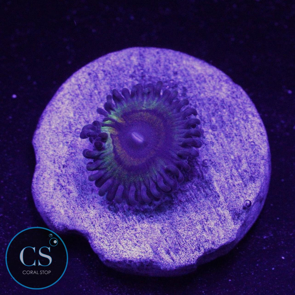 BOWLING GREEN MASSACRE ZOA