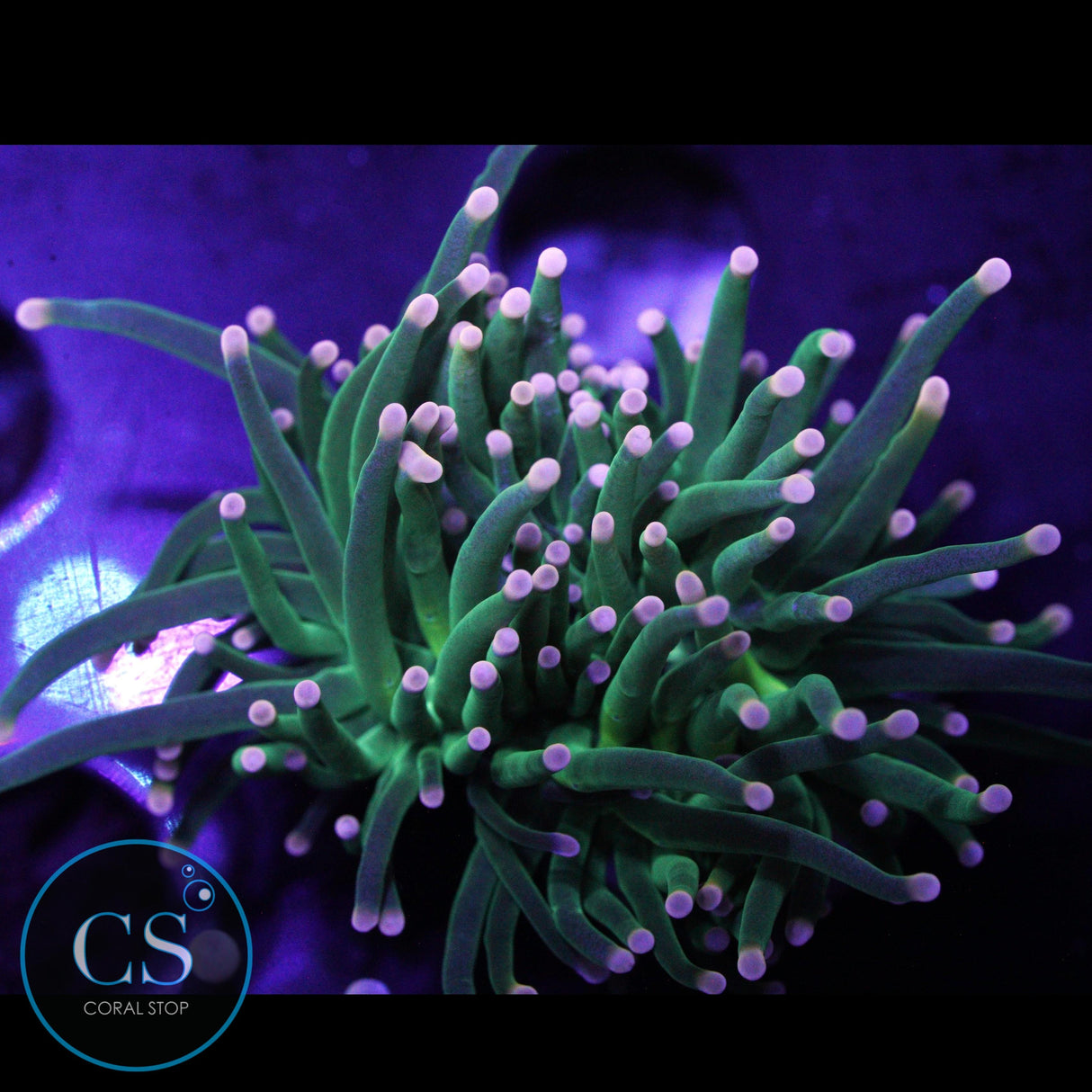 ULTRA FAIRY GODMOTHER TORCH