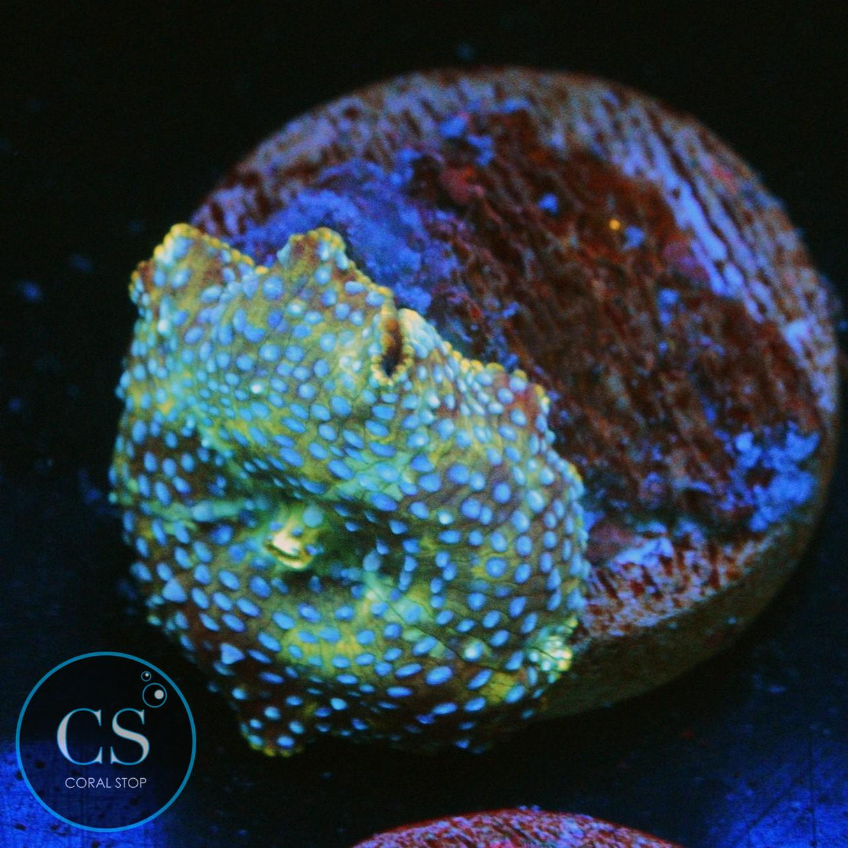 BLUE SPOTTED DISCO MUSHROOM