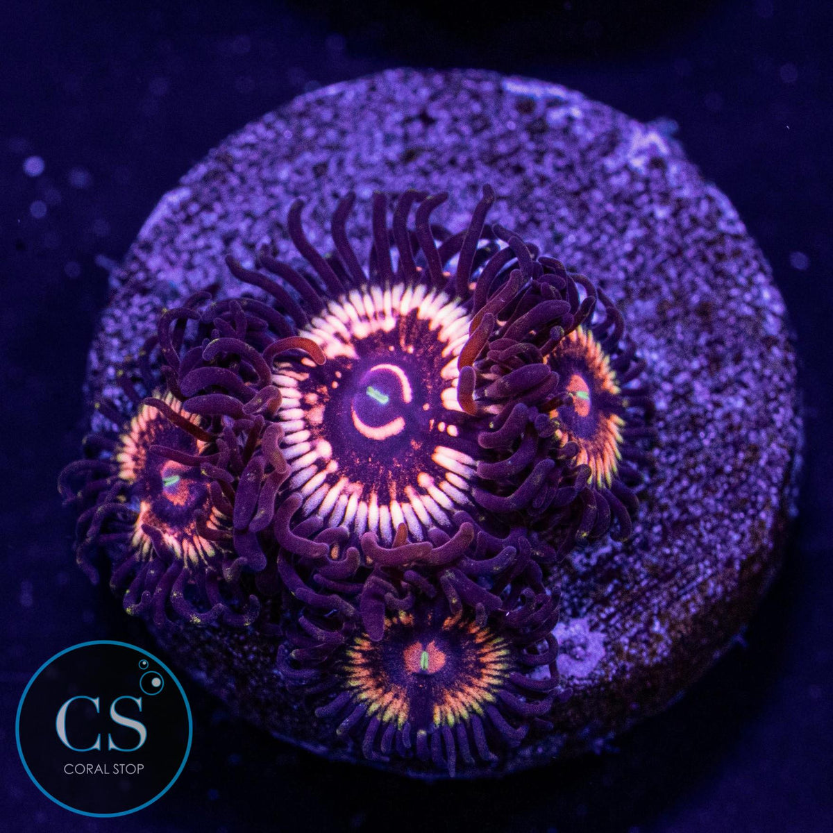 LCH Spectral Shockwave Zoa