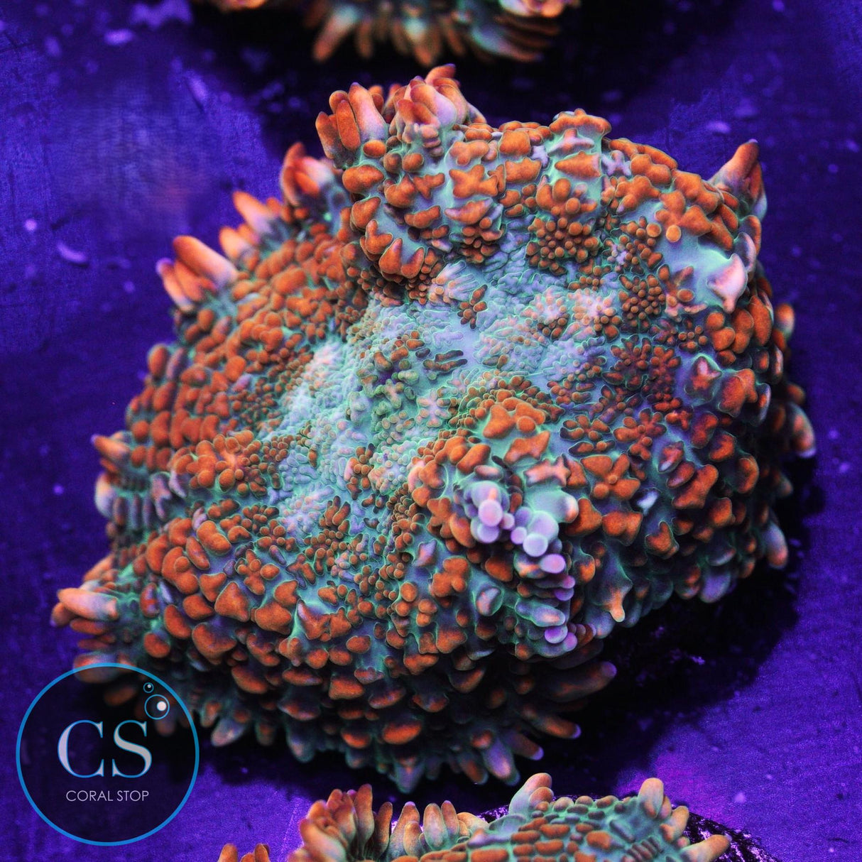 Ultra Tequila Sunrise Mushroom