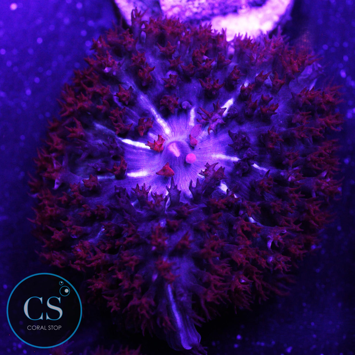 Red St Thomas Mushroom