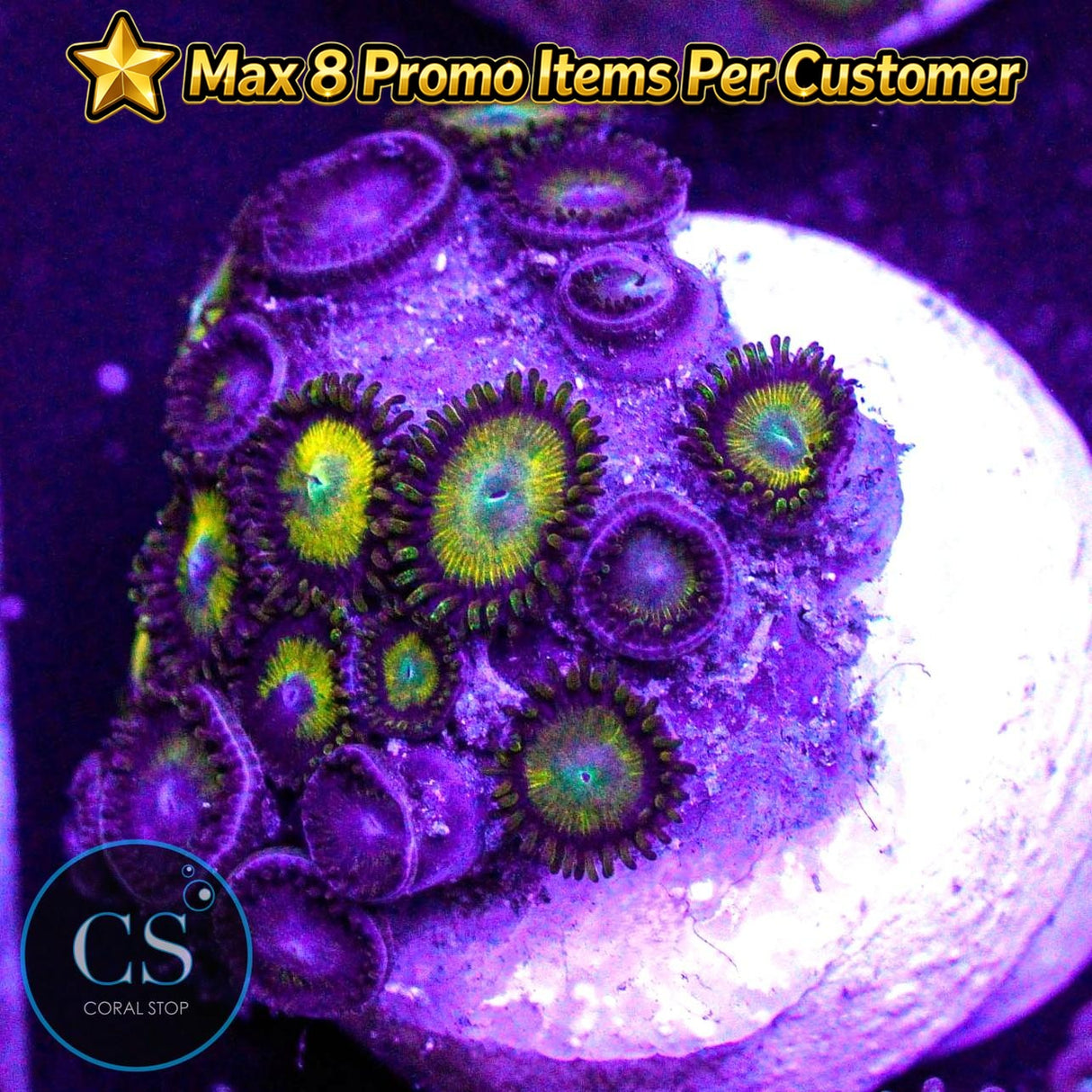 King Midas Zoa