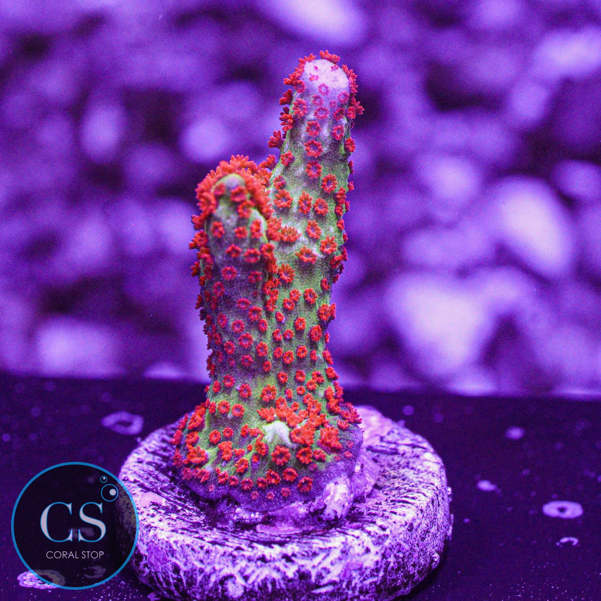 Bubblegum Digitata