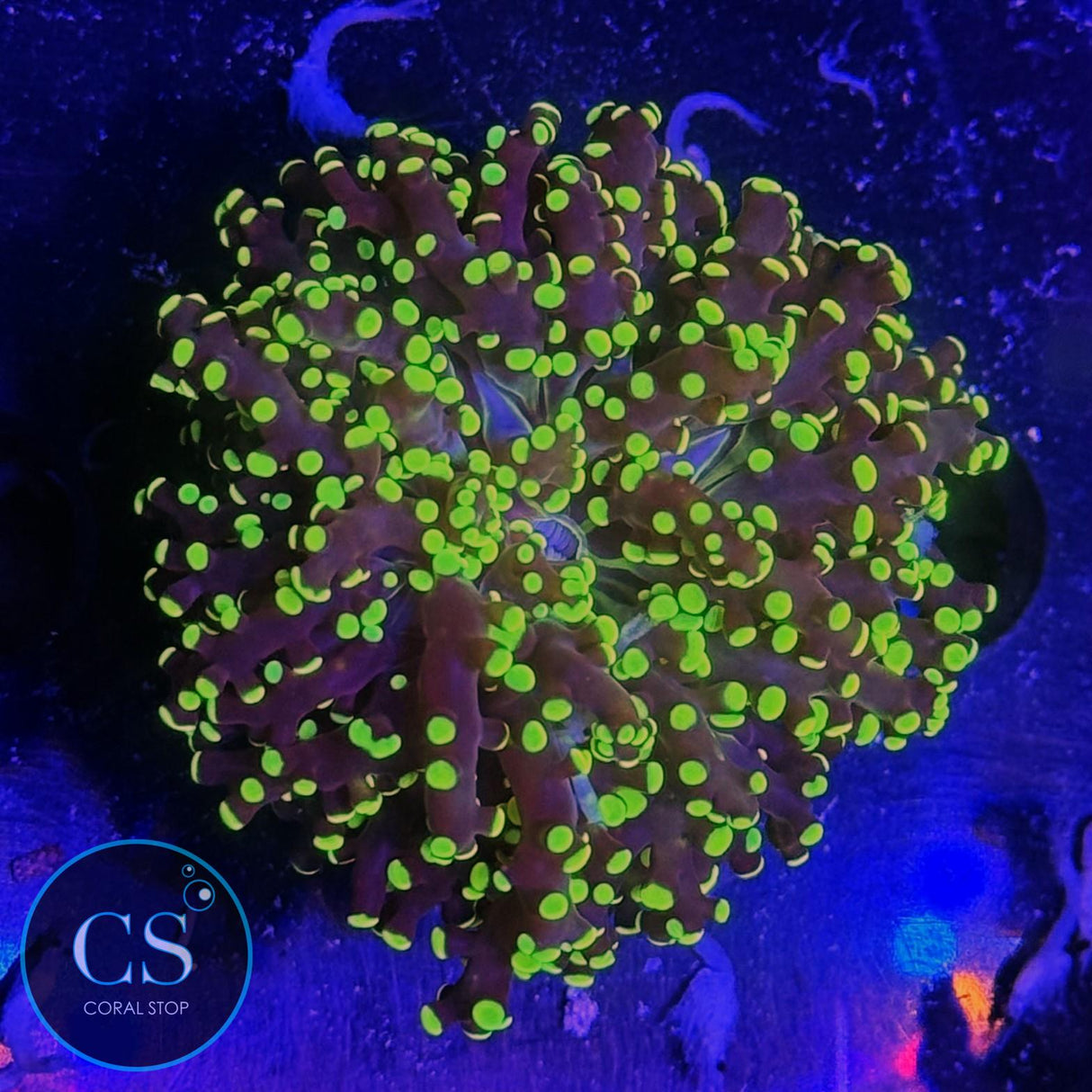 YELLOWISH YAEYAMAENSIS