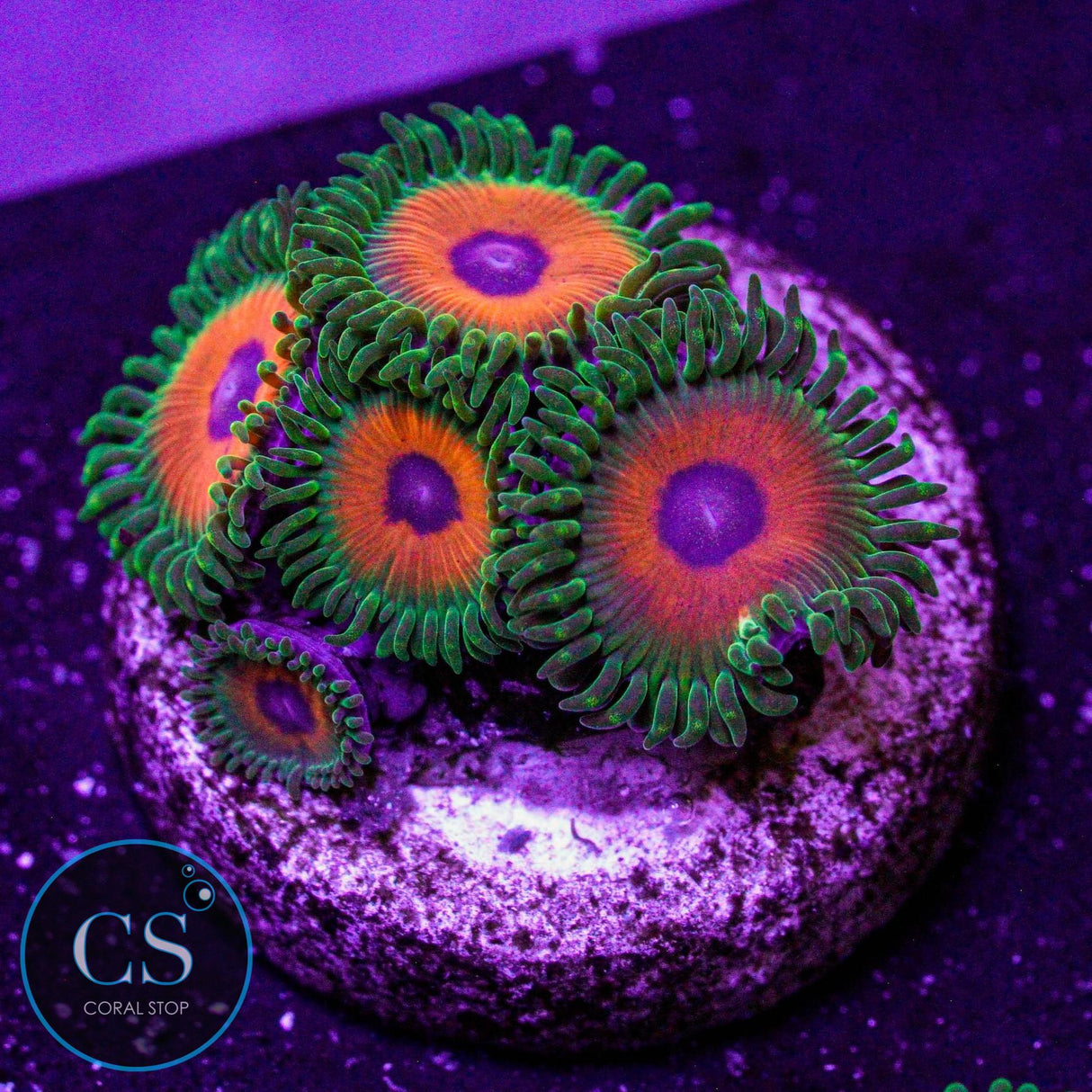 CS Reverse Rasta Zoa