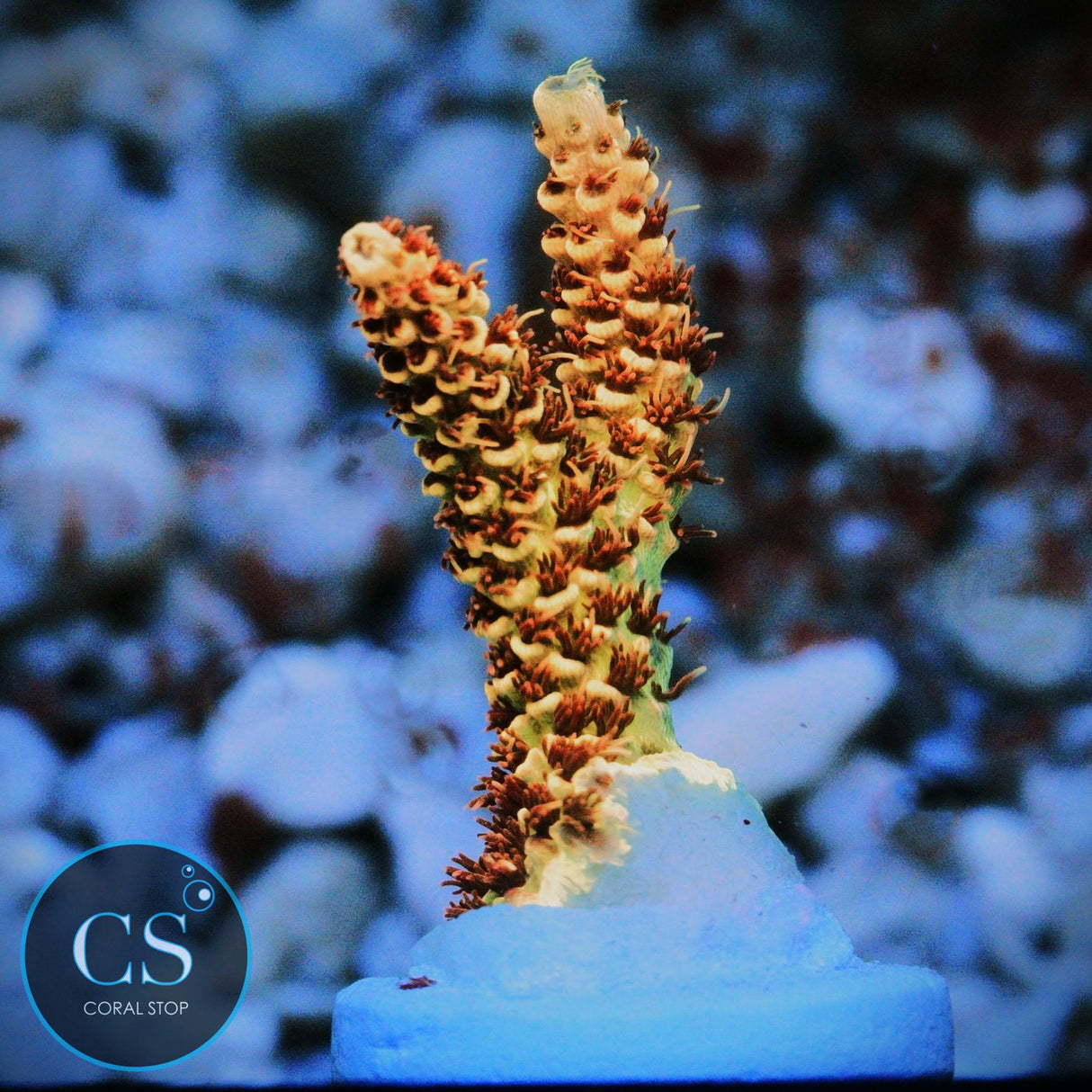 CS BANANA BLAZE ACRO