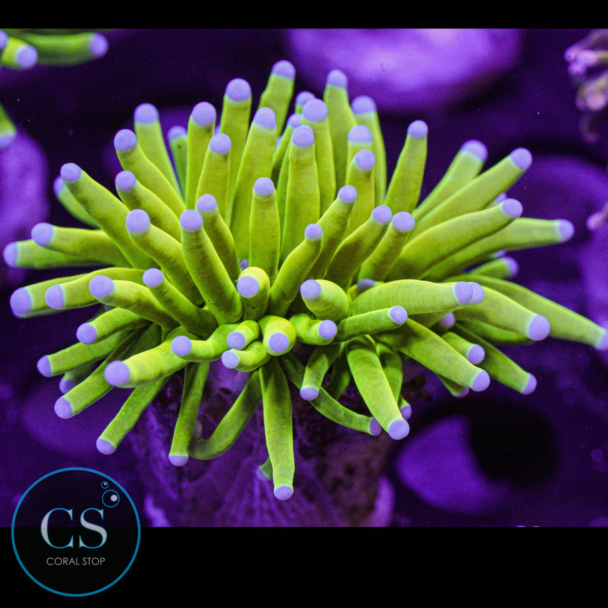 Blue Tip Holy Grail Torch