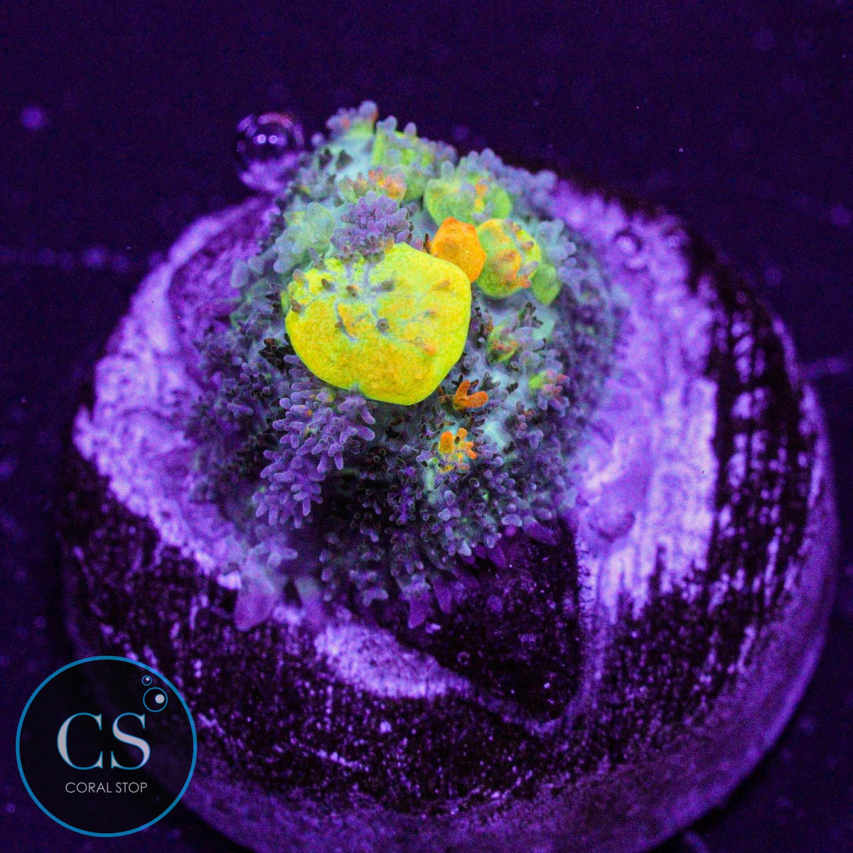 WWC OG Bounce Mushroom