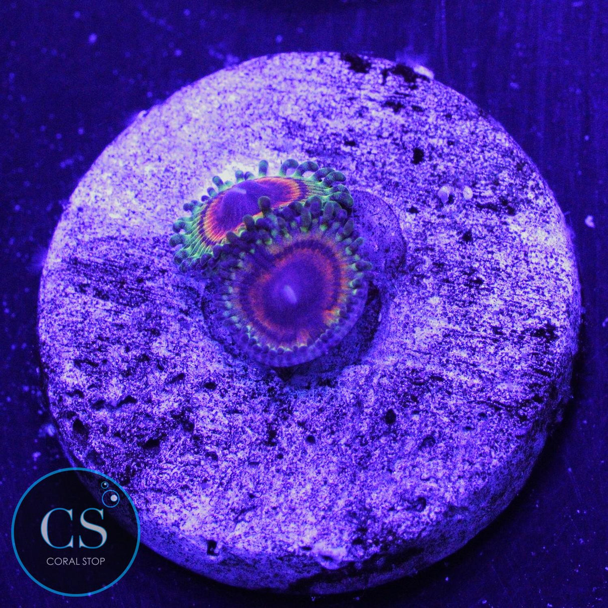 LITTLE SHOP OF HORROR ZOA