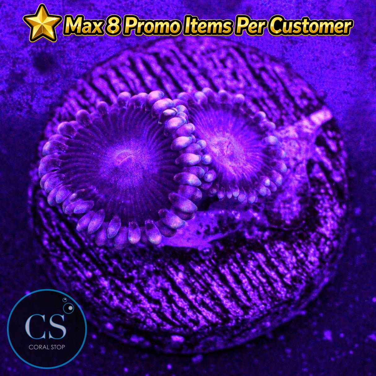 Black "People Eaters" Zoa