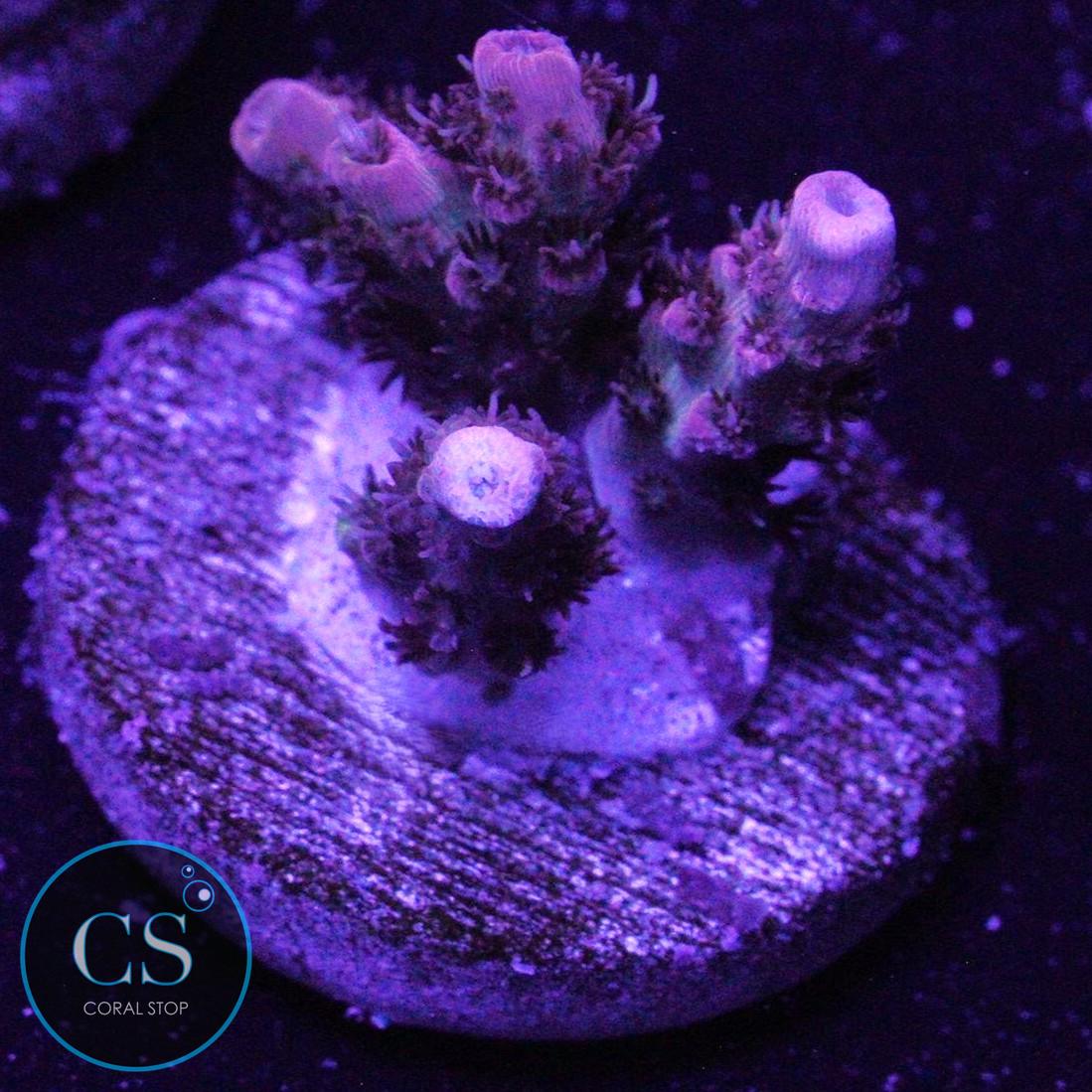 TSA FRUITY PEBBLES ACRO