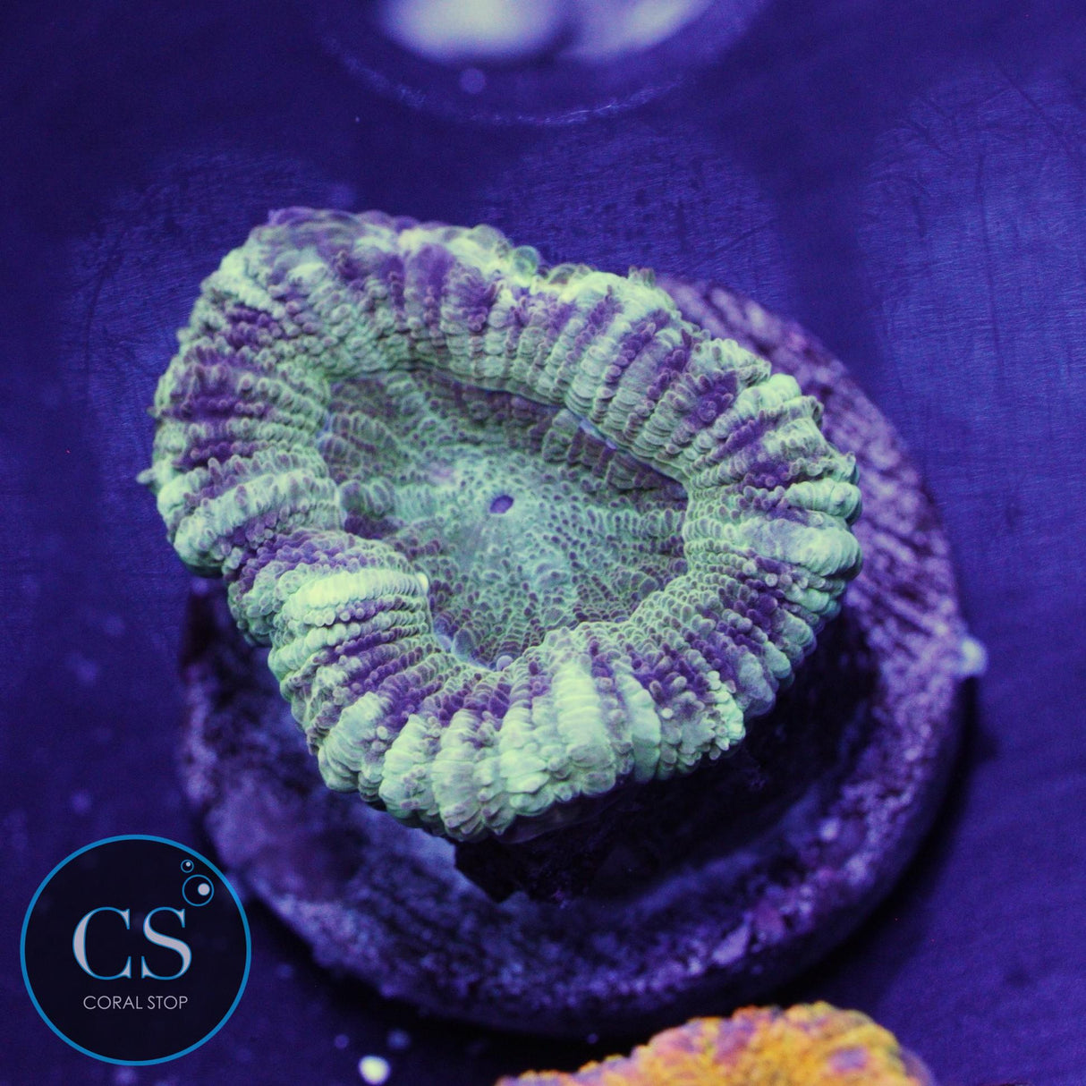 BANANA CREAM ASIAN ACAN