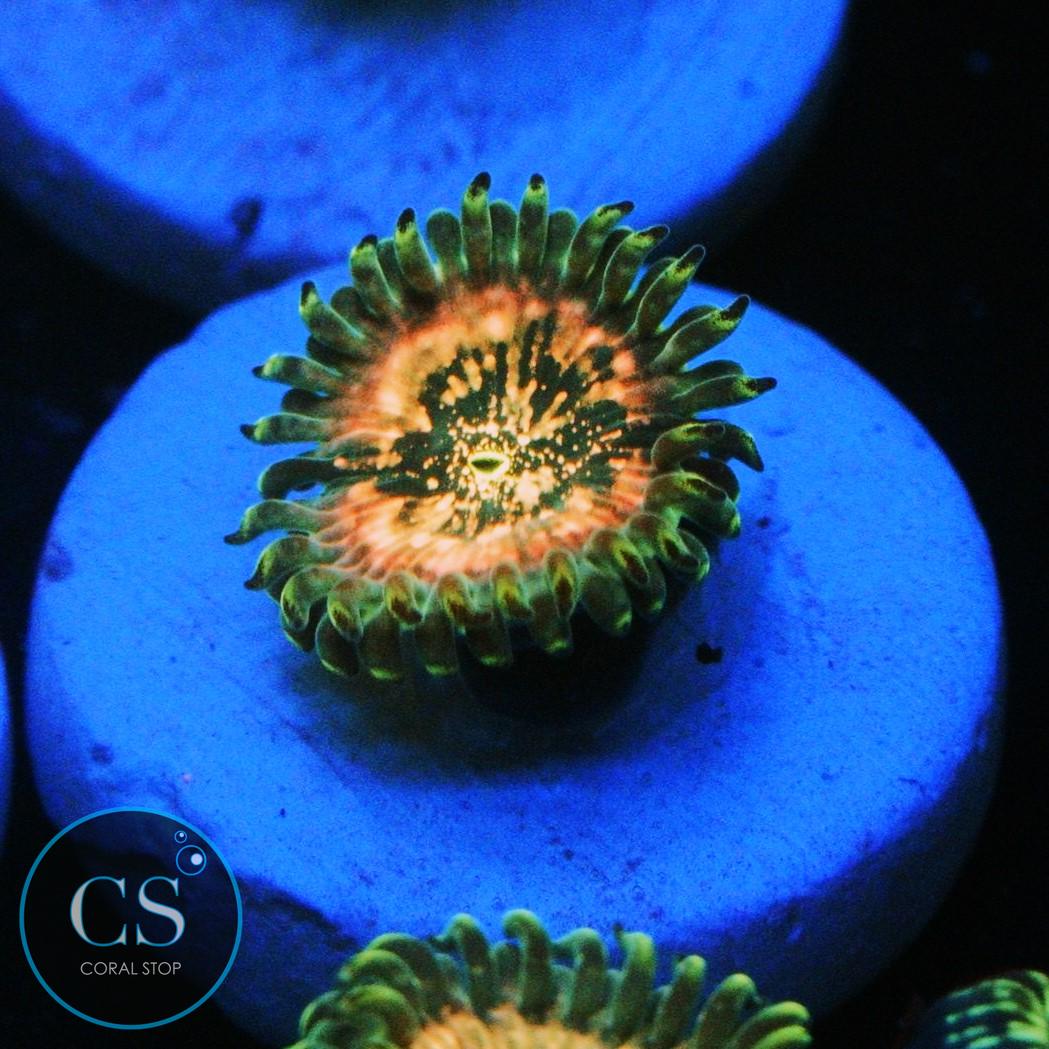 HAWAIIAN DING DANG ZOA