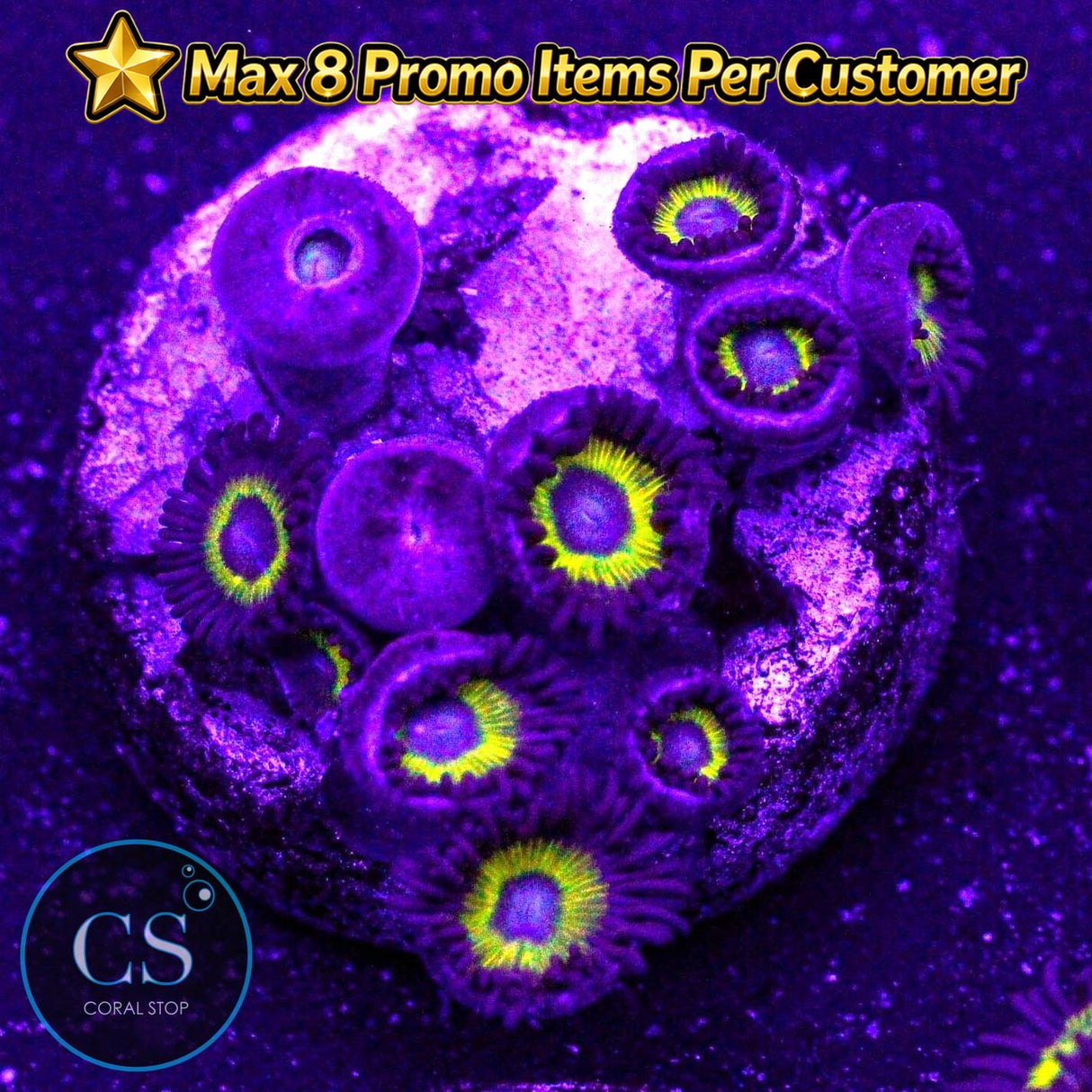 Belladonna Zoa