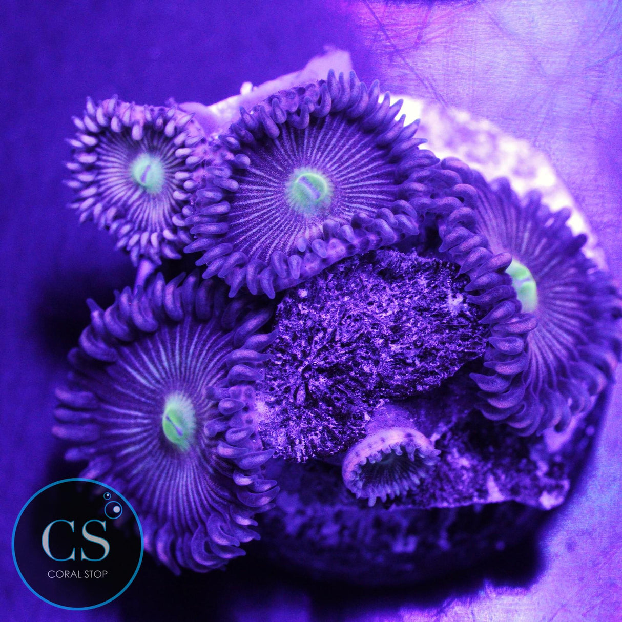 Hawk Eye Zoa