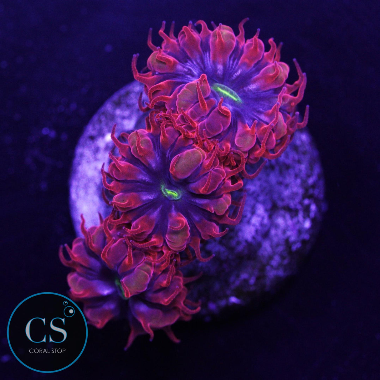 Blue Raven Blasto Merletti