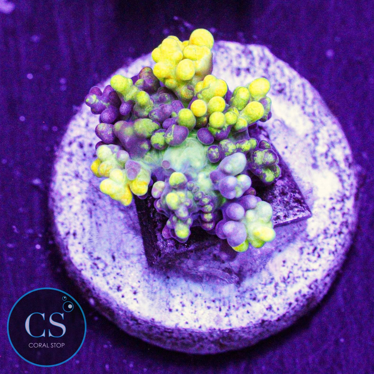 CC Magic Carpet Bounce Mushroom