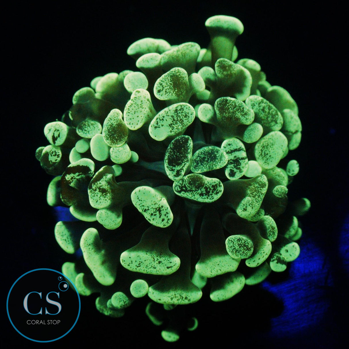 GREEN SPLATTER HAMMER