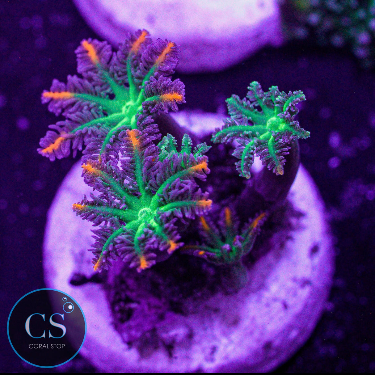 WWC Fireworks Clove Polyp
