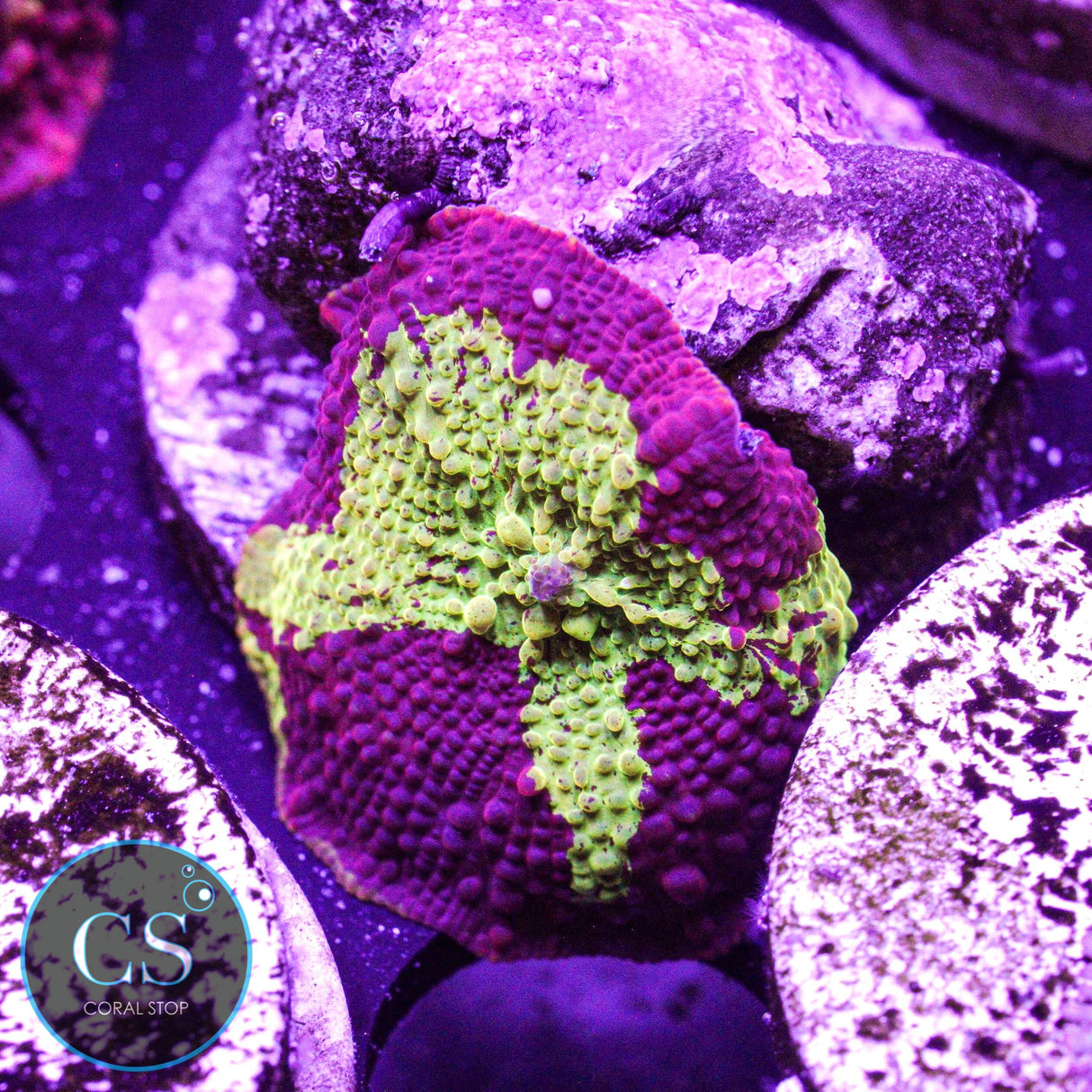 Eclectus Jawbreaker Mushroom
