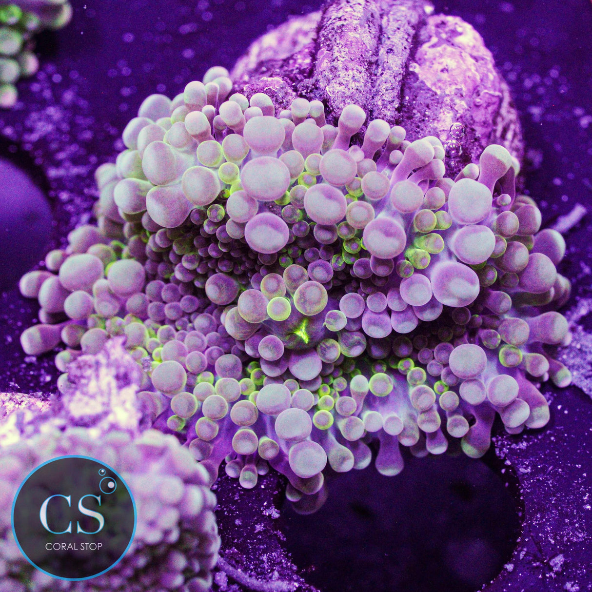 Rainbow Malaysian Yuma Mushroom