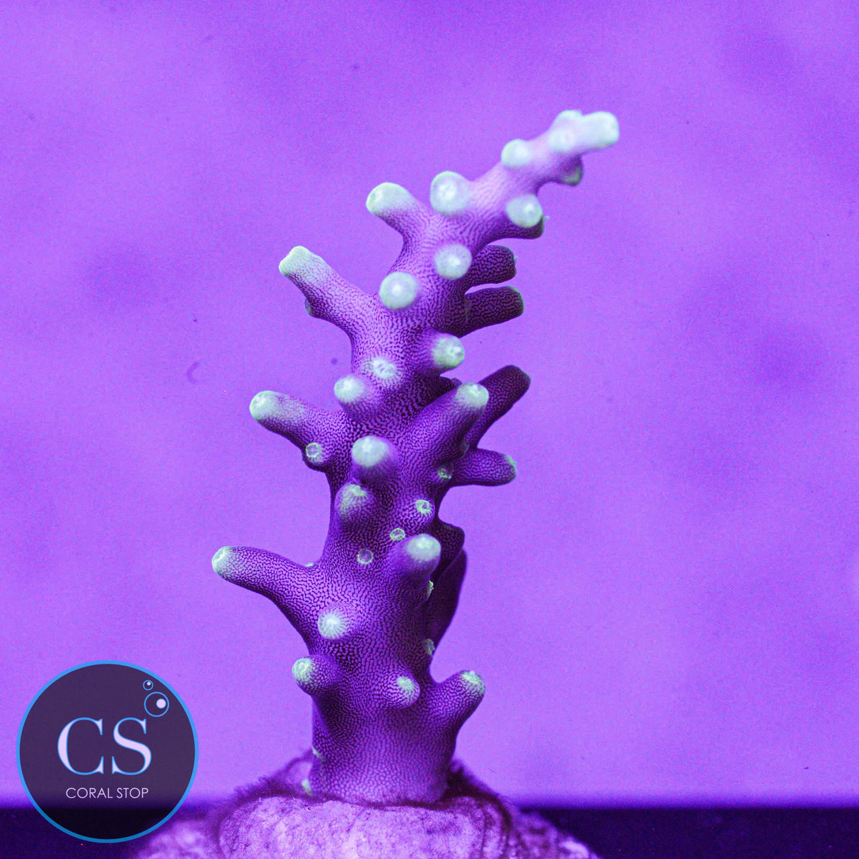 TCK OG Dragon Acro