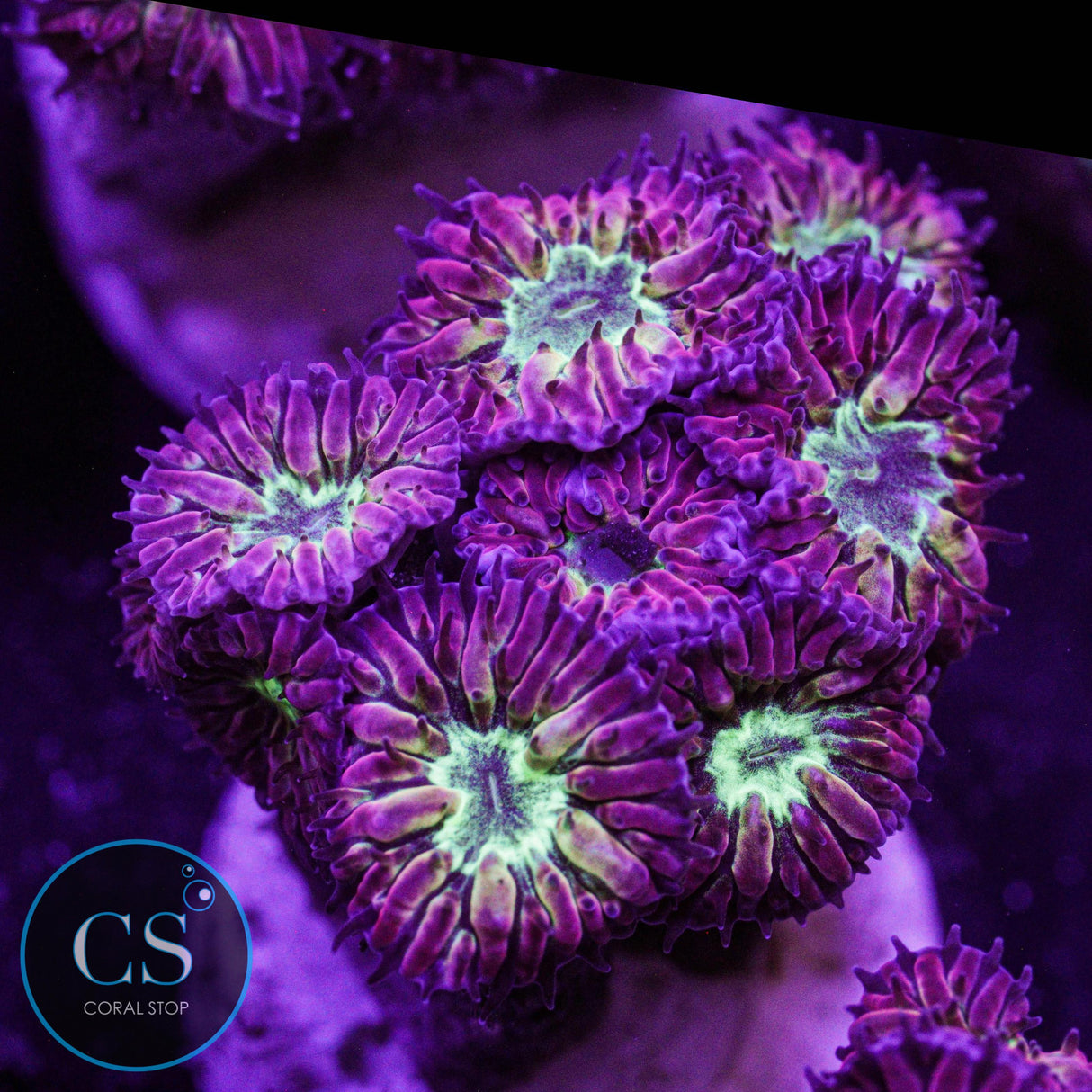 Bright Green Blastomussa Merletti