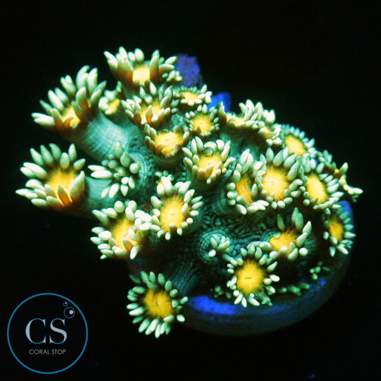 ELECTRIC DAISY GONI