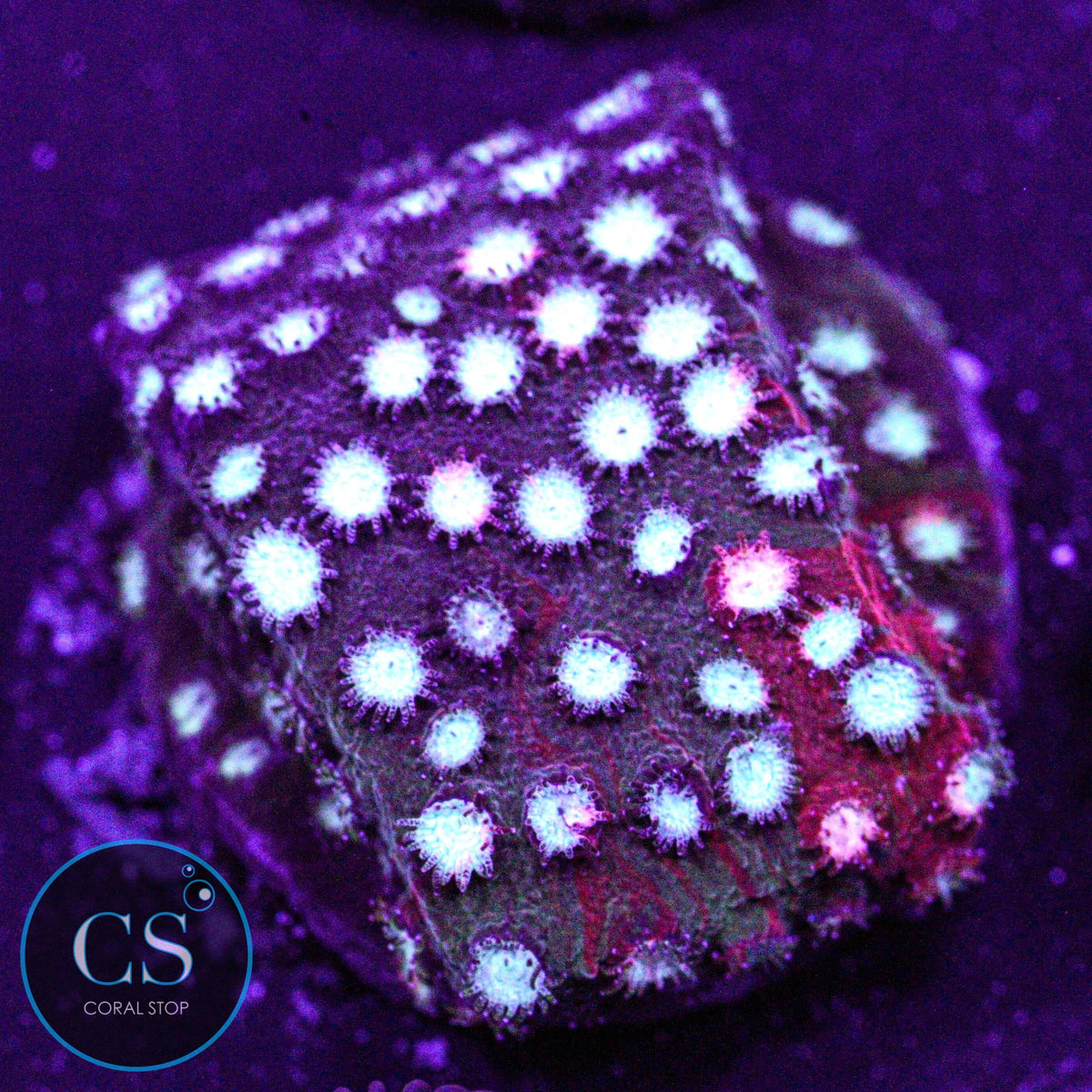 JF Fender Bender Cyphastrea