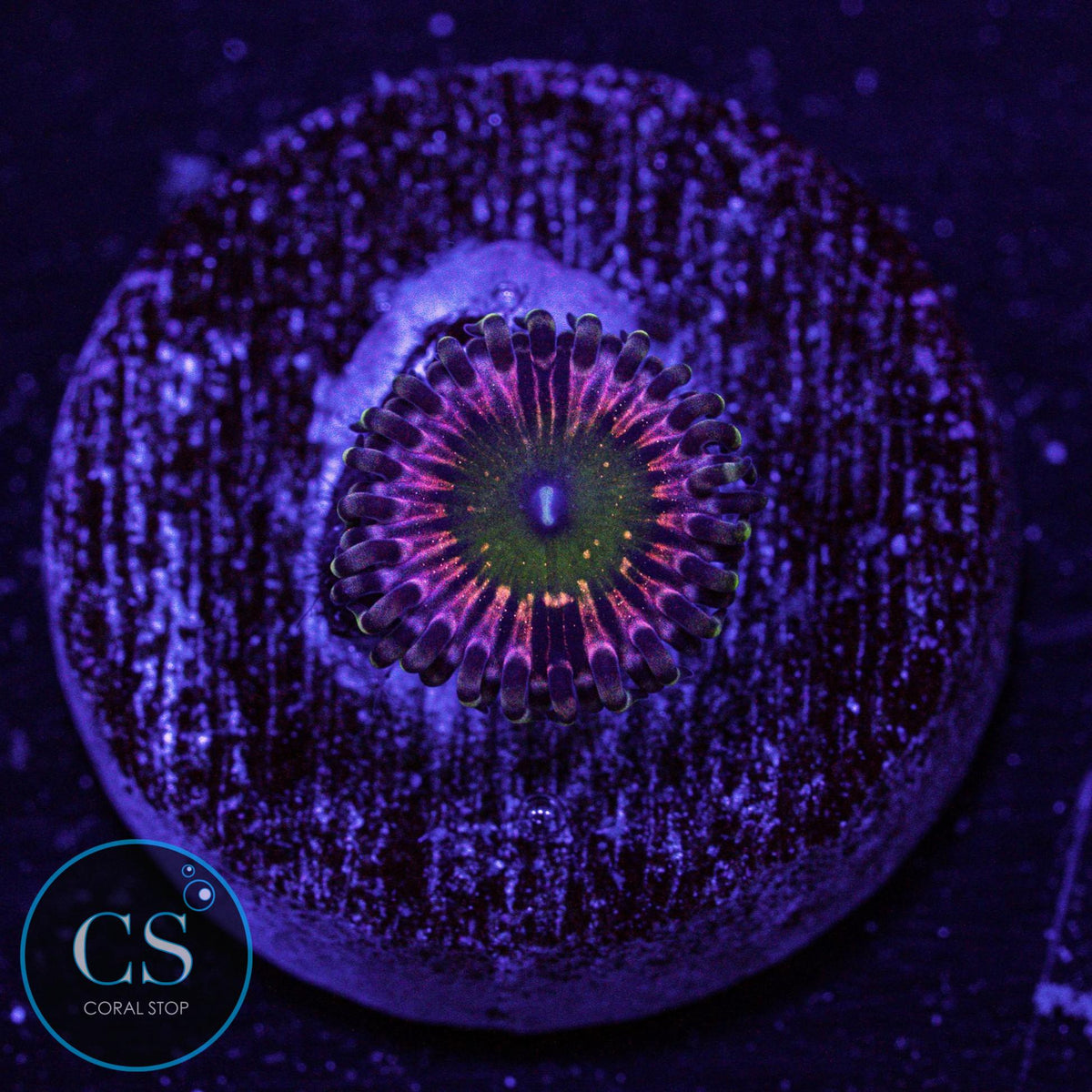 CK Monsters Inc Zoa