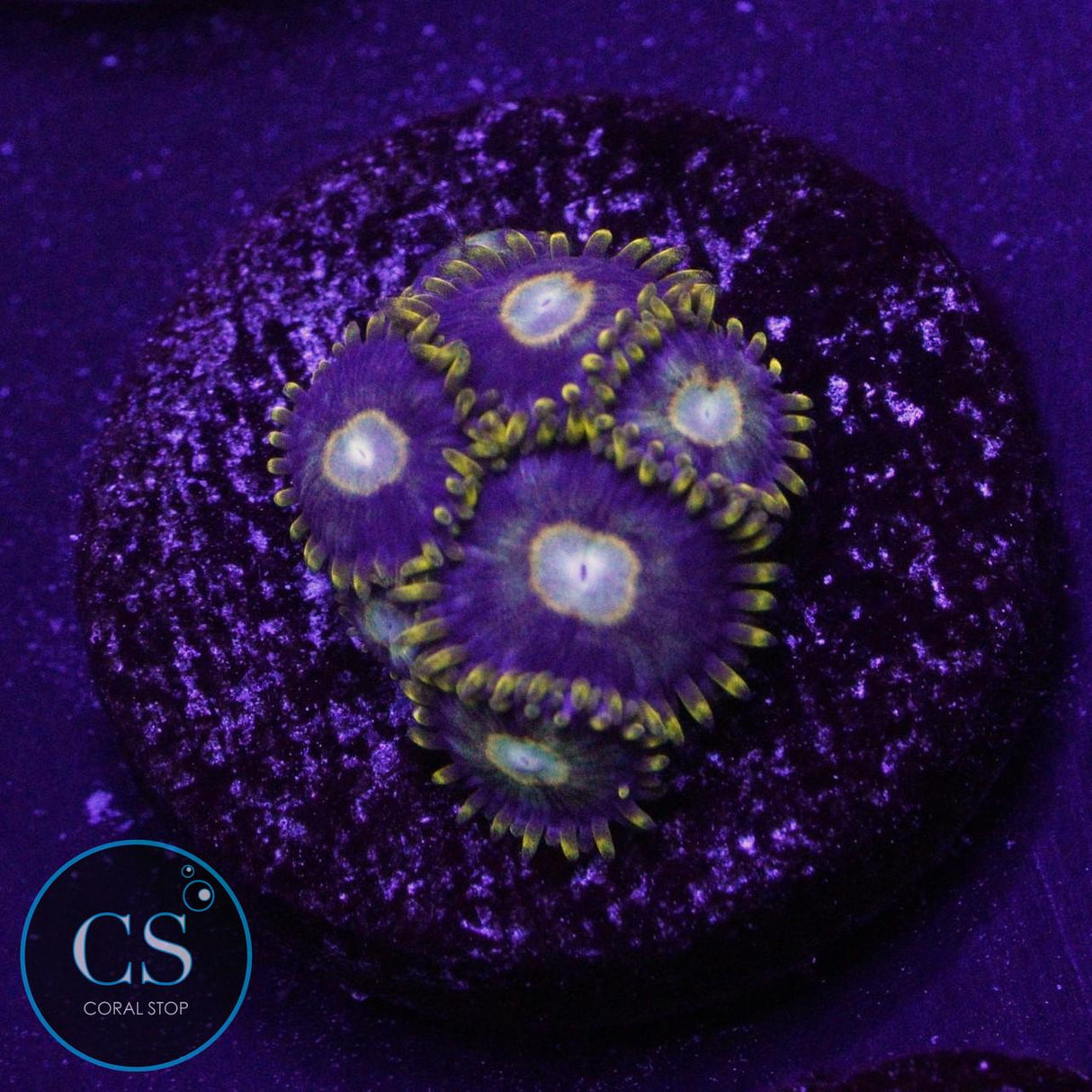 MURDER HORNET ZOA