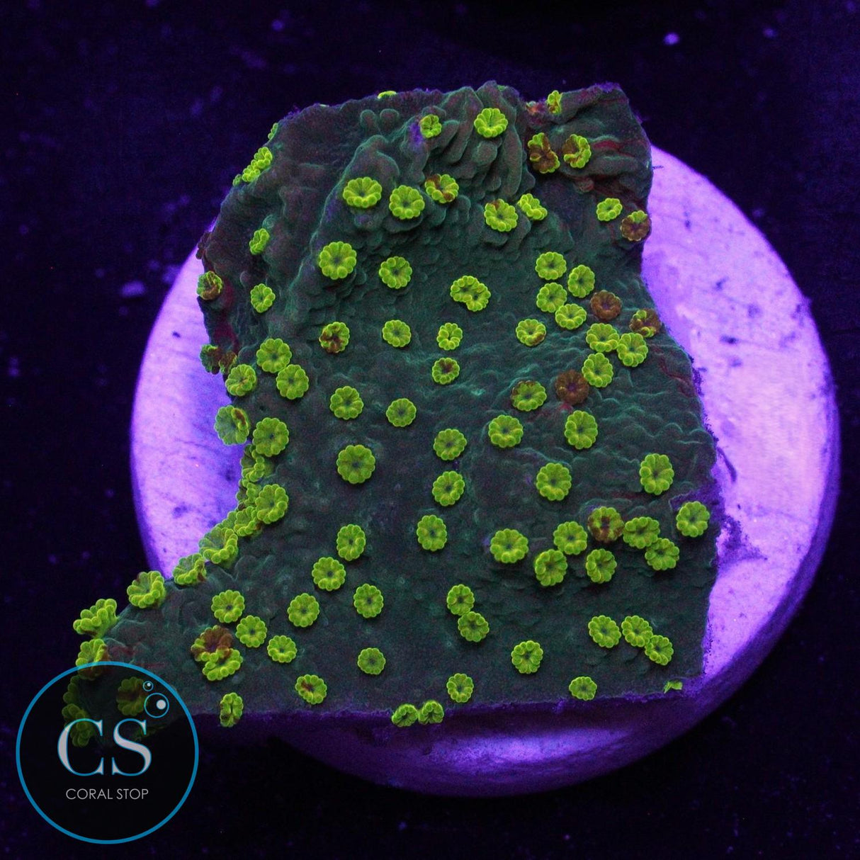 WWC GRAFTED SUNFIRE MONTI